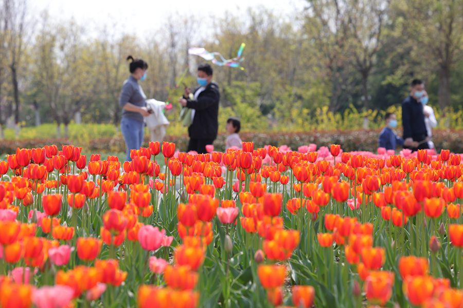 清明假期來   踏青游春去(分離圖)花1(2560216)-20220406090230_副本.jpg